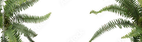 Filicopsida. Fern plant with transparent background photo