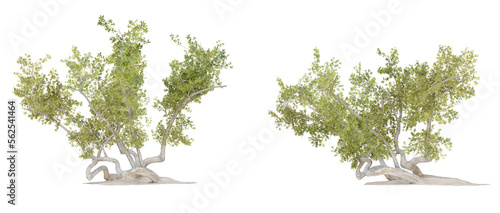 Isolated trees on transparent background PNG file