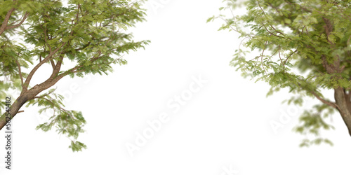 Isolated trees on transparent background PNG file