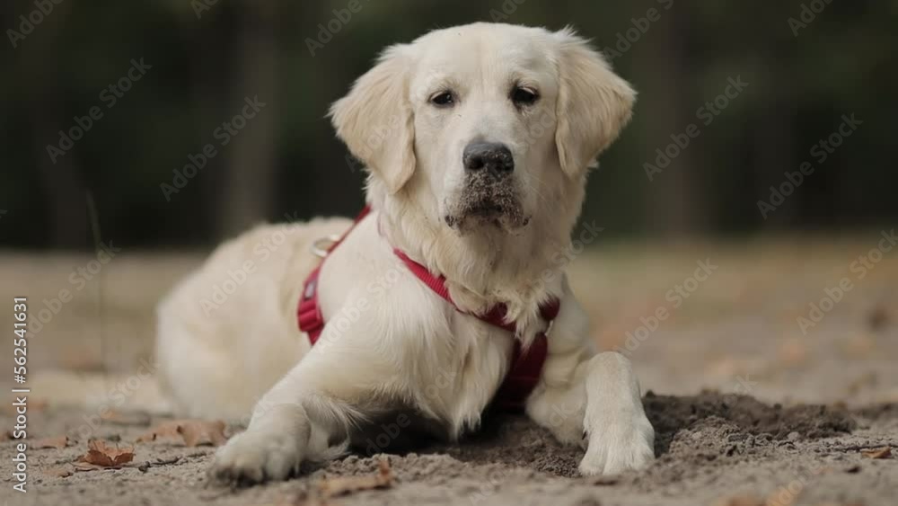 Slow motion of a golden retriever sniffing around. A puppy of a golden retriever on a walk sniffs around. Slow motion. golden retriever sniffing the air on a walk. slow motion video
