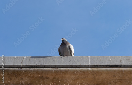 Pigeon standing on a concrete beam