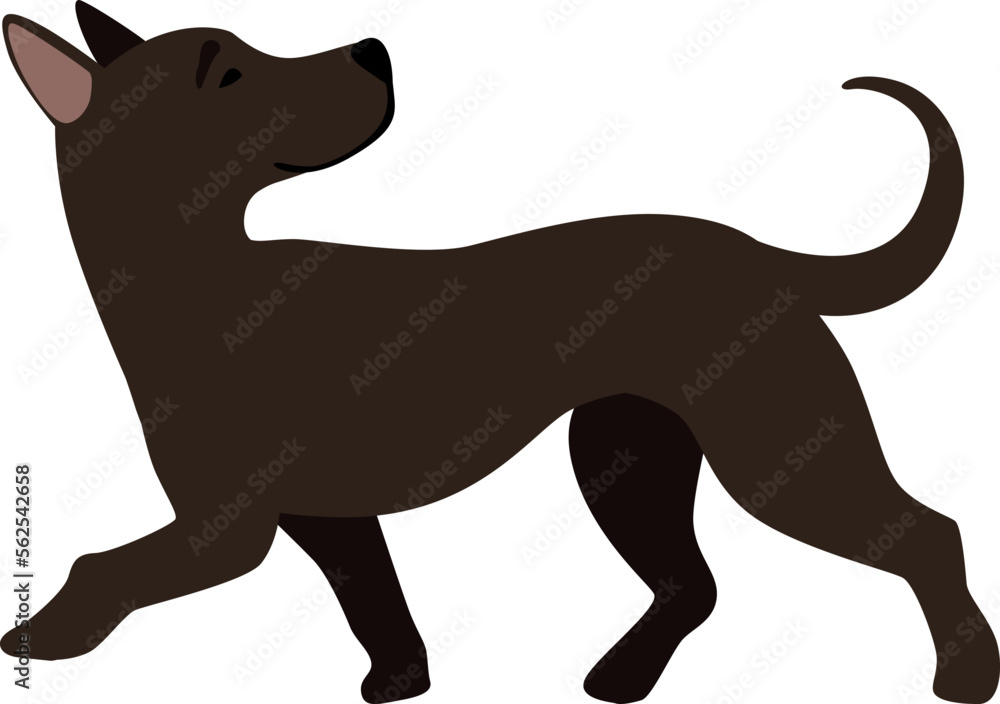 Funny black puppy walking. Dog side view