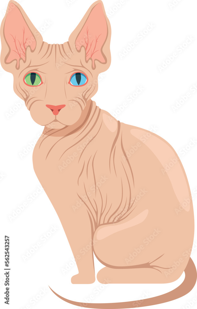 Sphynx cat breed. Cartoon pet. Domestic animal