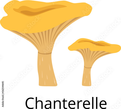 Chanterelle icon. Cartoon mushroom. Autumn nature symbol