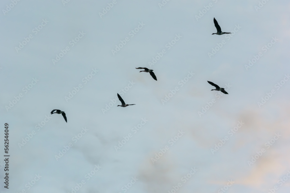 Canada Geese Flying In V Formation In Mid November In Wisconsin