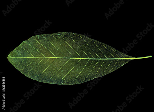 leaf texture pattern, leaf background with veins and cells - macro photography