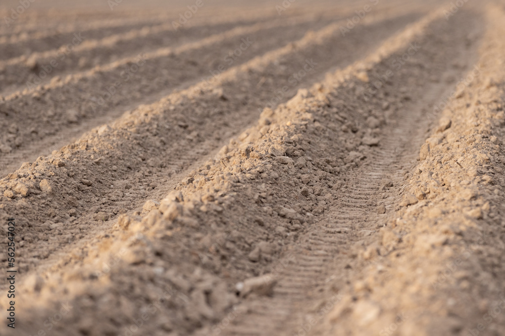 A large plowed agricultural field. Rows of beds ready for new plants. A large plowed agricultural field. Rows of beds ready for new plants.