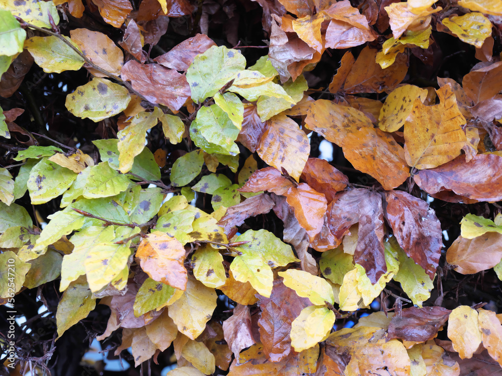 Braun-gelbe Blätter an einer Buchenhecke der Rotbuche im Herbst mit Herbstlaub