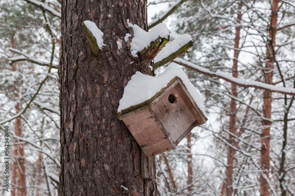 Nesting box on pine trunk in forest during a snowfall