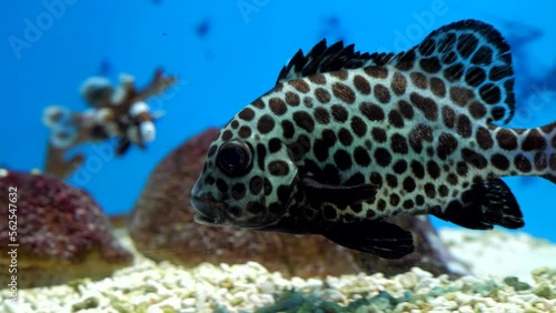 exotic marine fish on the ocean floor photo