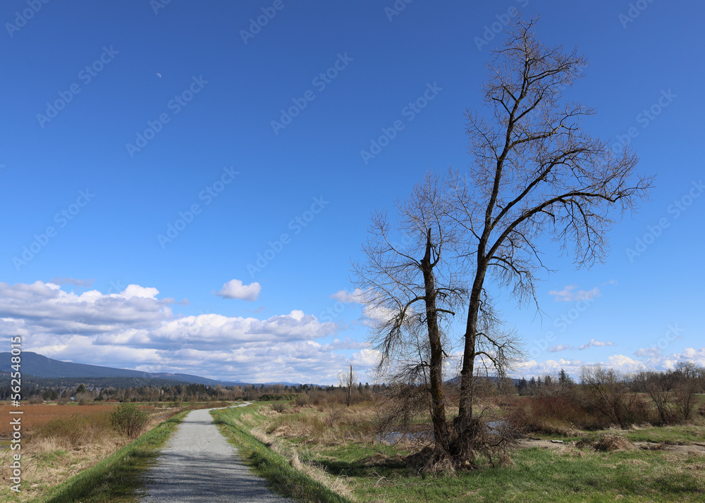 Autumn landscape with walking path and leafless tree Autumn landscape with walking path and leafless tree