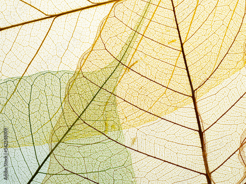 leaf texture pattern, leaf background with veins and cells - macro photography © Vera Kuttelvaserova