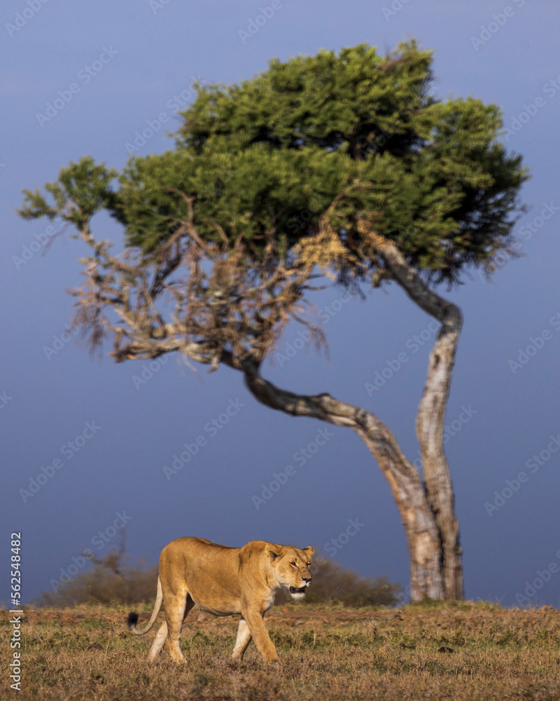 A lioness and a tree in Kenya A lioness and a tree in Kenya
