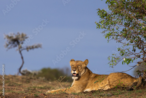 A lioness rests after a hunt in Kenya