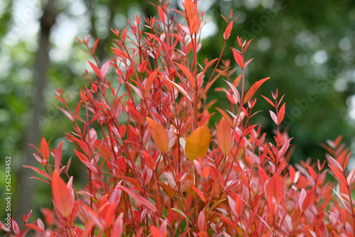 Close up the details of the plant shoots red (Syzygium oleana) with a blurry background. This plant is an ornamental plant, so it is usually planted in a garden or yard