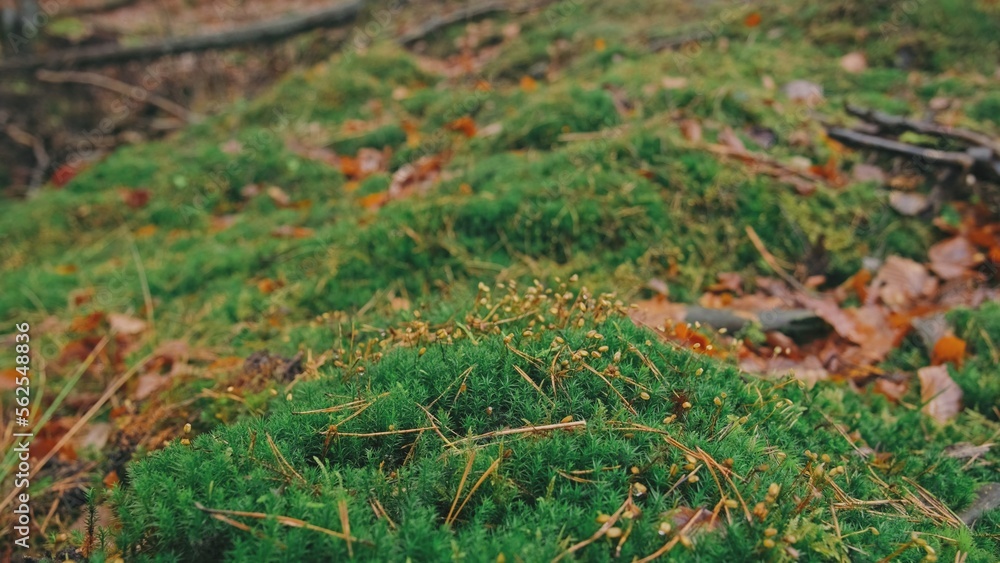 Clumps of Green Forest Floor Moss with Ripe Calyptra Sporophytes Gametophytes Clumps of Green Forest Floor Moss with Ripe Calyptra Sporophytes Gametophytes