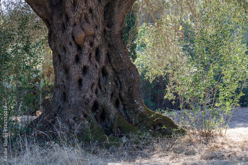 Very old olive tree, big trunk. Sunlight