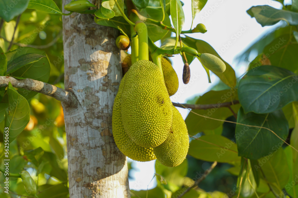 Jackfruit is a perennial plant. The trunk and branches when wounded have thick white latex. The fruit is a large sum, unripe fruit, green rind, blunt thorns. Jackfruit is a perennial plant. The trunk and branches when wounded have thick white latex. The fruit is a large sum, unripe fruit, green rind, blunt thorns.