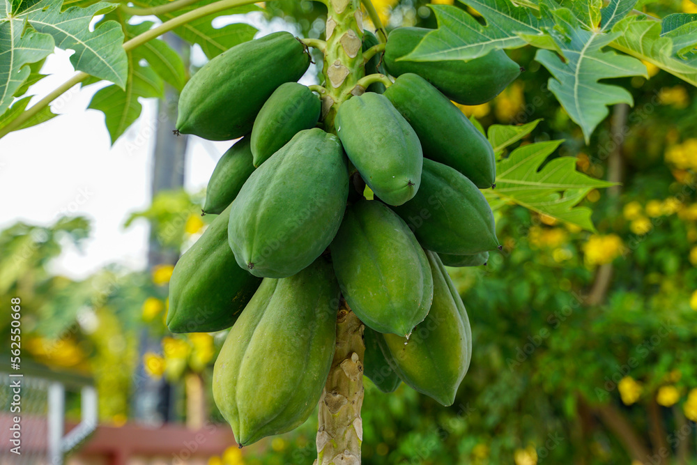 Papaya tree in full fruit, planted next to the fence The fruit is a yaw