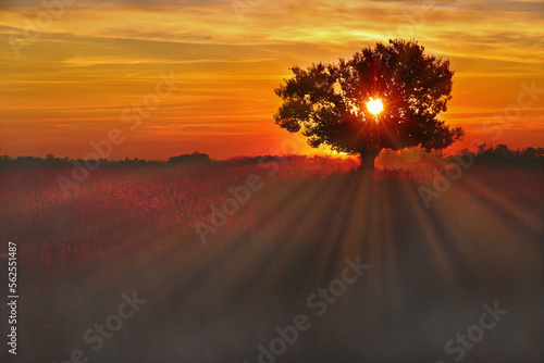 Billede på lærred Beautiful misty landscape with a lone tree at sunset and soybean field in the village
