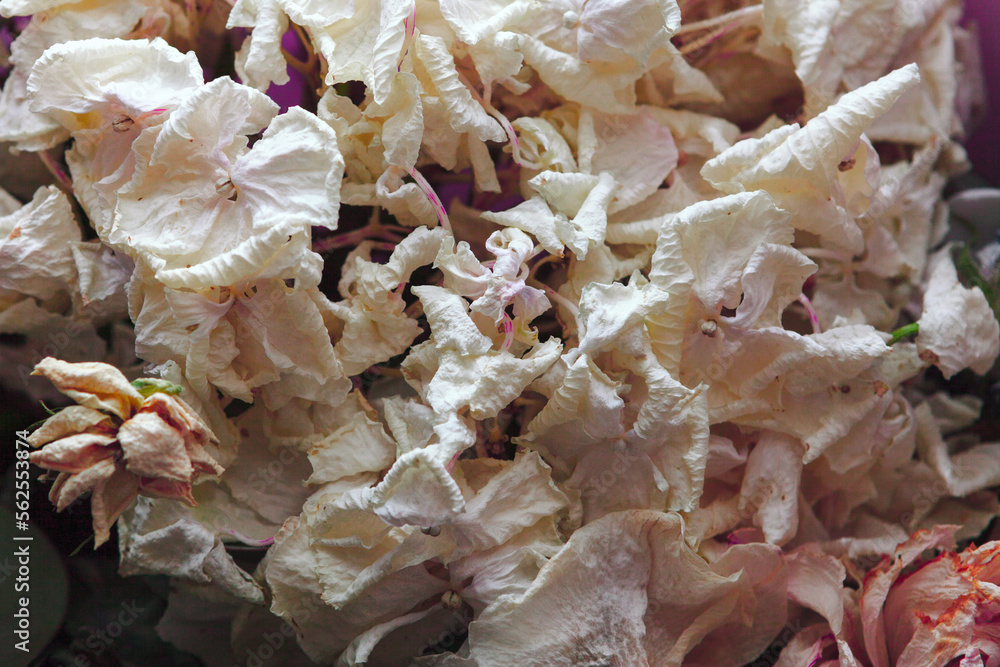Rose petals background . White flowers petals Rose petals background . White flowers petals