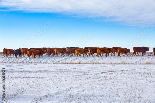 Side profile of herd of cows