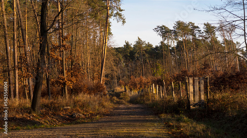 Jesienny las o zachodzie słońca . Leśna droga gruntowa biegnąca wzdłuż ogrodzenia szkółki drzew . photo