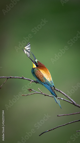  Insect-hunting Bee-eater, merops apiaster sitting on a branch waiting for its prey.