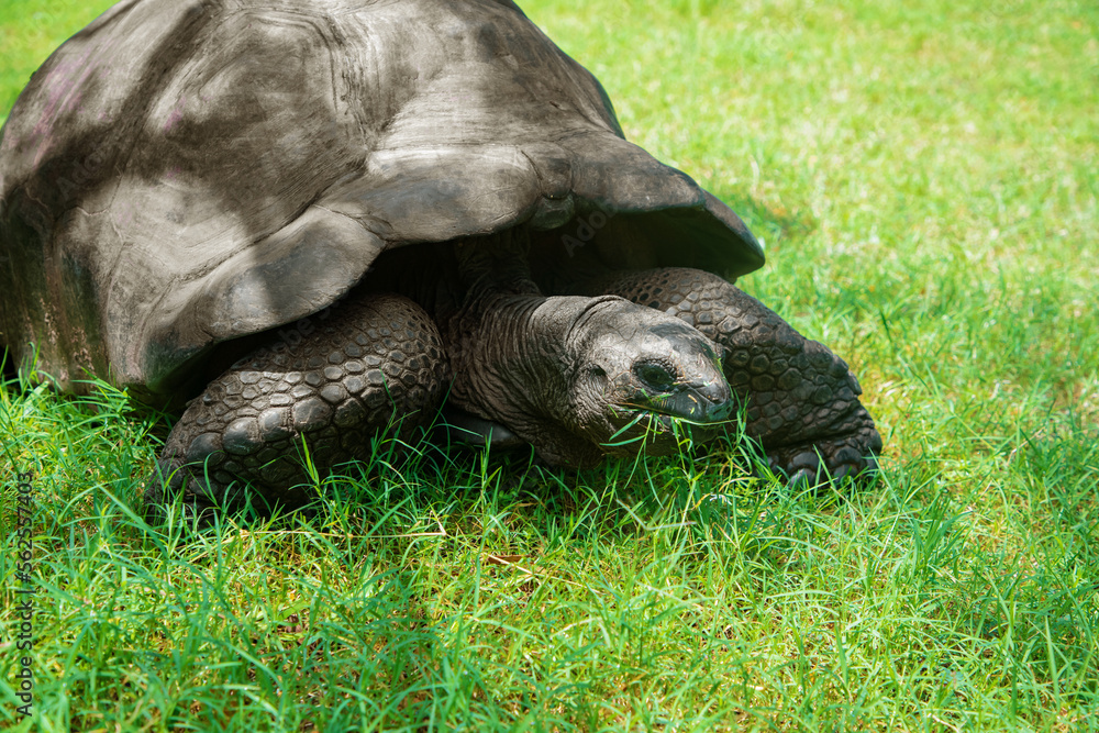 Fototapeta premium Giant tortoise (tortuga) on the Galapagos Islands