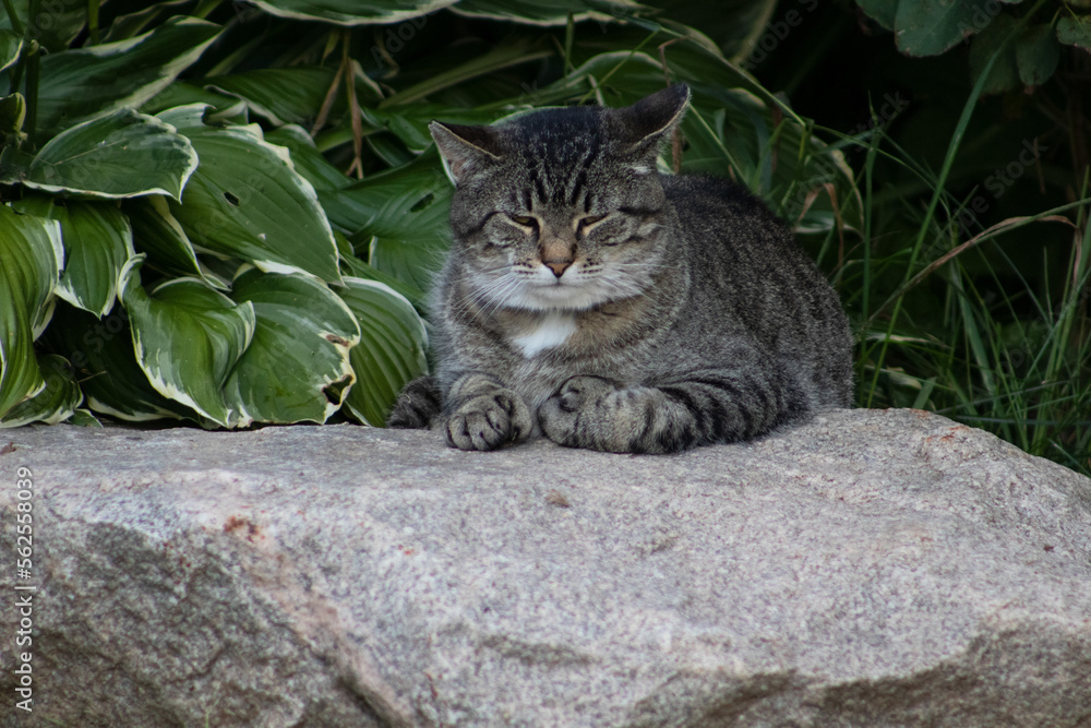 Obraz premium cat in the garden