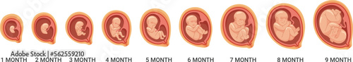 Fetal stages. Human embryo growth process. Pregnancy cartoon icon
