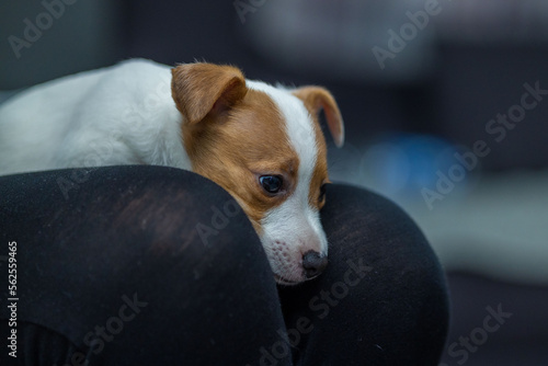 a jack russell terrier puppy lies on a woman's legs. he tucked his head between his knees and rested. the puppy looks very sad