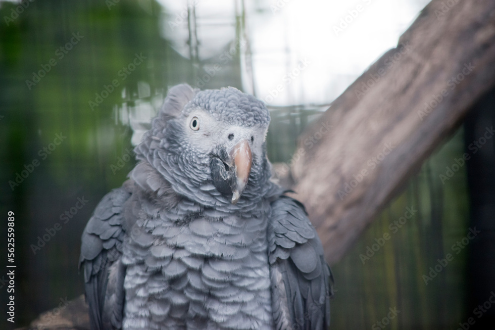 Obraz premium the young african grey parrot bill will change color to black and its eyes will appear yellow when it reach adulthood