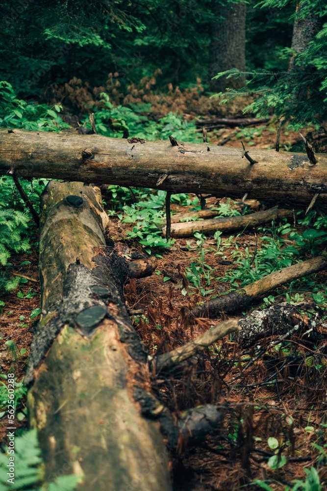 Coniferous forest after the rain Coniferous forest after the rain