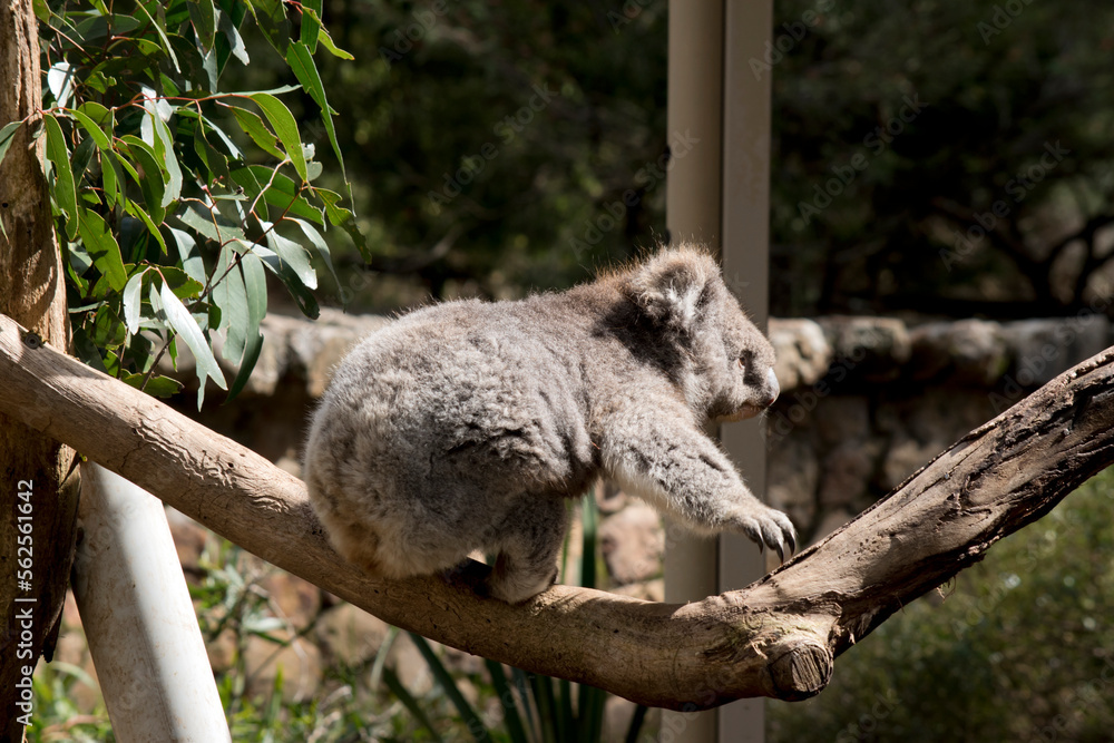 Obraz premium the koala is a grey marsupial with white fluffy ears and a large nose that climbs trees