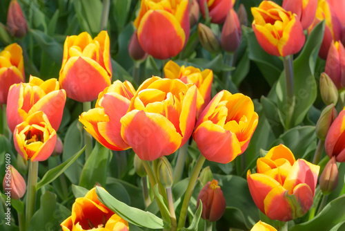 Tulips in red and yellow colors on a blurred background