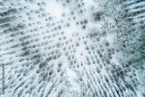 Winter season. Aerial drone view over an amazing forest with tall trees covered in snow © Vic