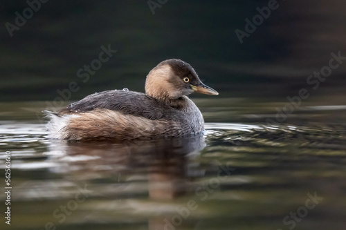 Little grebe in winter.