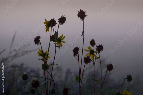 Dry Flowers on Fog