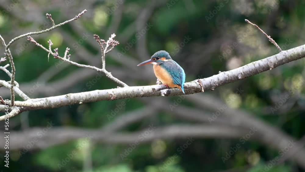kingfisher is hunting a fish kingfisher is hunting a fish