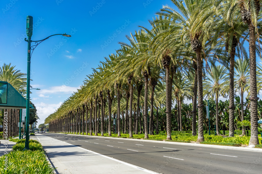 Row of palm trees on the median divider of an urban street with blue sky Stock Photo Adobe Stock