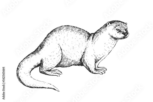 Vector hand-drawn vintage illustration of otter in engraving style. Sketch of animal isolated on white.
