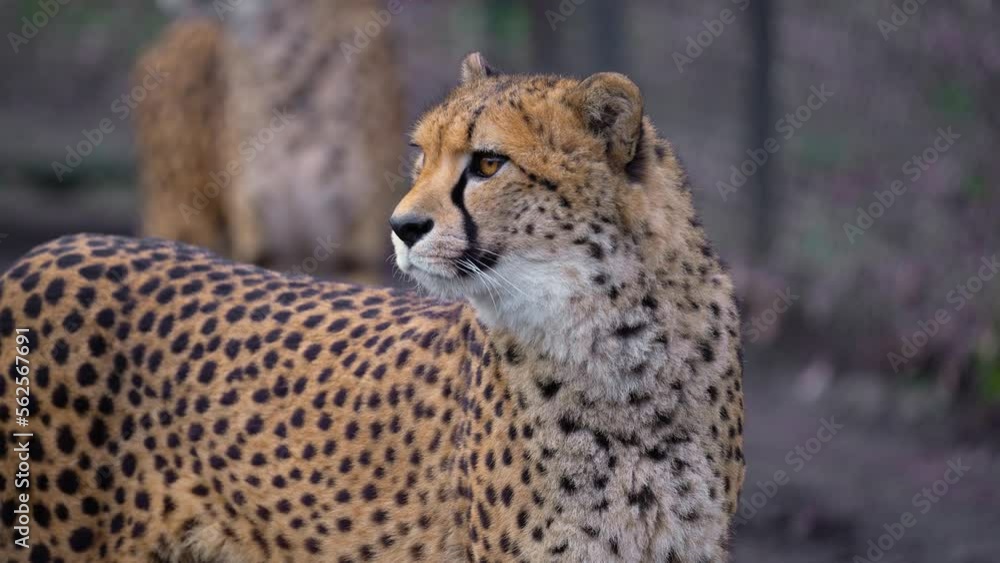 The cheetah body and head close up. The cheetah (Acinonyx jubatus) is a large cat native to Africa and central Iran. The cheetah body and head close up. The cheetah (Acinonyx jubatus) is a large cat native to Africa and central Iran.