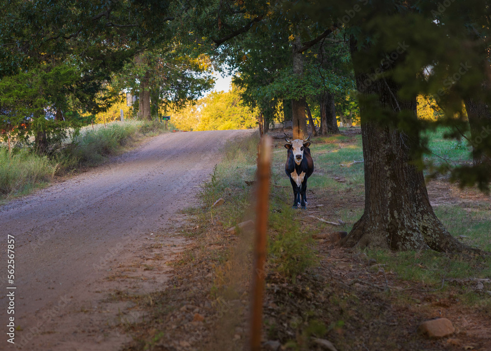 Curious Cow