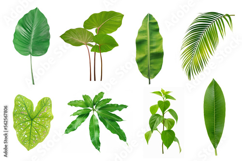 Set of Tropical green leaves on white background. 
