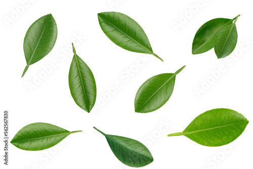 Lime leaves isolated on white background. top view
