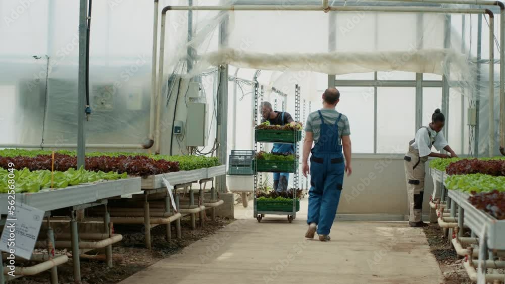 African american organic farm worker entering building while pushing rack with lettuce sprouts ready for planting. Caucasian man closing door after picker going inside with vegetables seedlings. African american organic farm worker entering building while pushing rack with lettuce sprouts ready for planting. Caucasian man closing door after picker going inside with vegetables seedlings.