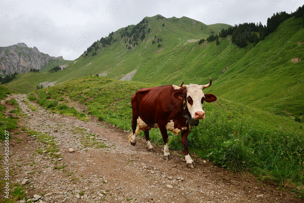 View of a cow on the town of Vacheresse in Haute-Savoie