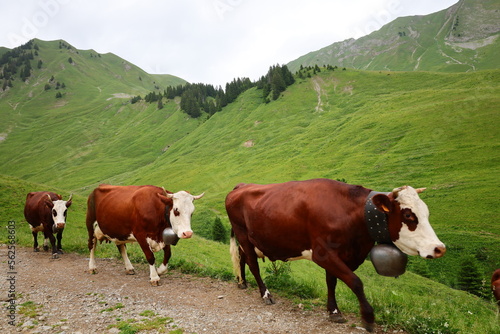 View of a cow on the town of Vacheresse in Haute-Savoie