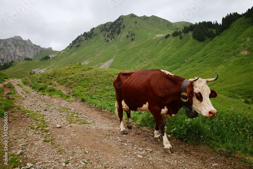 View of a cow on the town of Vacheresse in Haute-Savoie